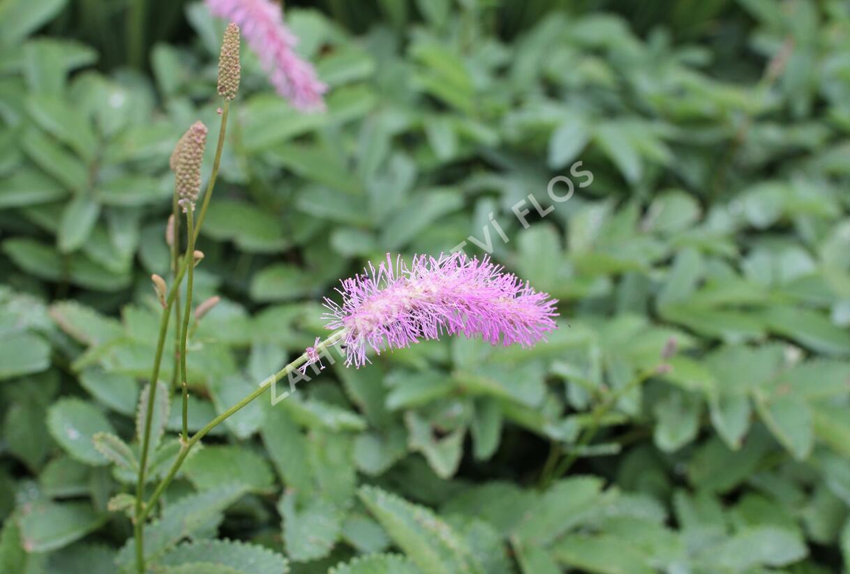 Krvavec 'Lilac Squirrel' - Sanguisorba hakusanensis 'Lilac Squirrel'