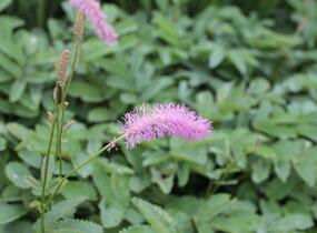 Krvavec 'Lilac Squirrel' - Sanguisorba hakusanensis 'Lilac Squirrel'