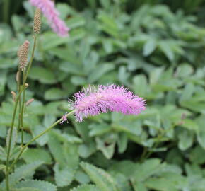 Krvavec 'Lilac Squirrel' - Sanguisorba hakusanensis 'Lilac Squirrel'