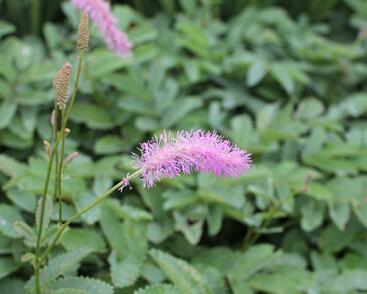 Krvavec 'Lilac Squirrel'