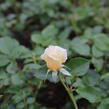 Růže mnohokvětá 'Tsarina' - Rosa MK 'Tsarina'