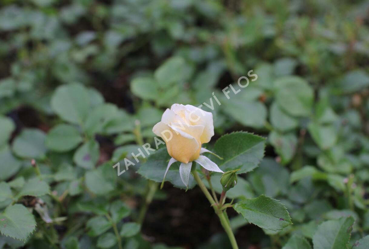 Růže mnohokvětá 'Tsarina' - Rosa MK 'Tsarina'