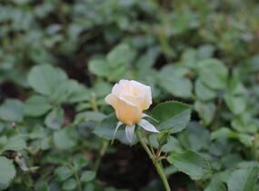 Růže mnohokvětá 'Tsarina' - Rosa MK 'Tsarina'