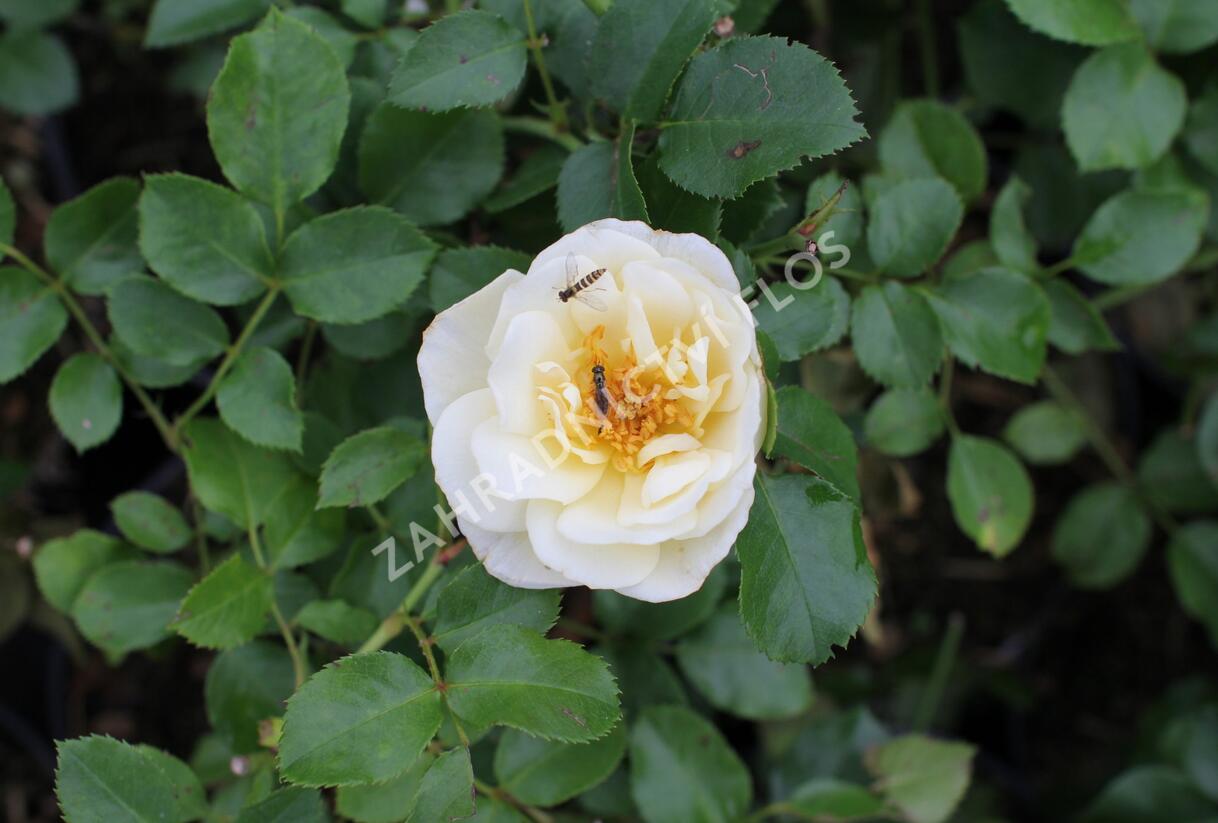 Růže mnohokvětá 'Tsarina' - Rosa MK 'Tsarina'