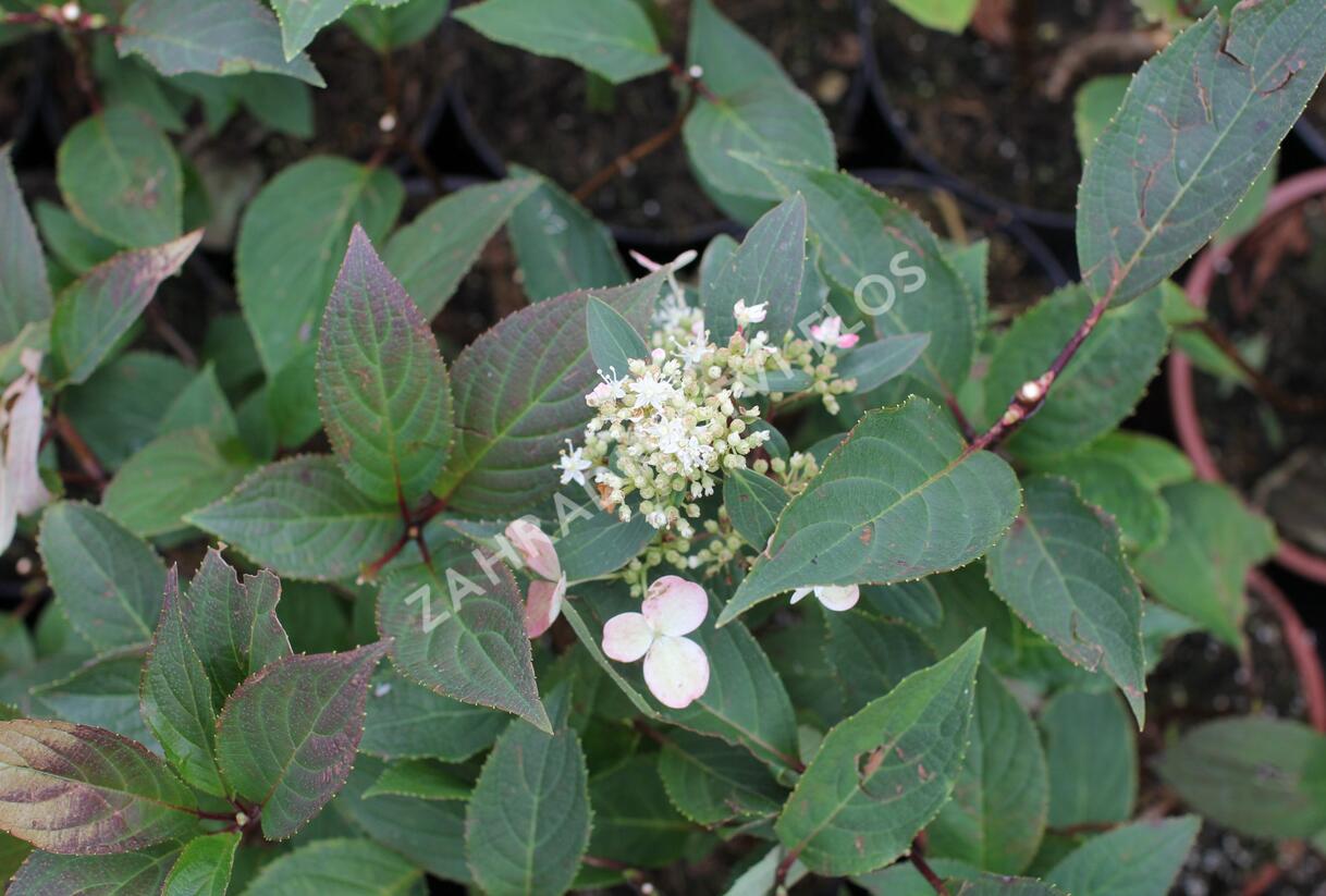 Hortenzie latnatá 'Early Heary' - Hydrangea paniculata 'Early Heary'