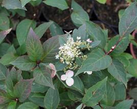 Hortenzie latnatá 'Early Heary'