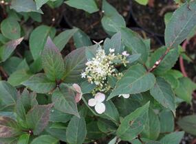 Hortenzie latnatá 'Early Heary' - Hydrangea paniculata 'Early Heary'