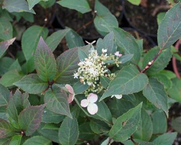 Hortenzie latnatá 'Early Heary'