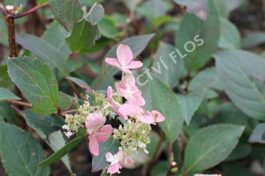 Hortenzie latnatá 'Early Heary' - Hydrangea paniculata 'Early Heary'