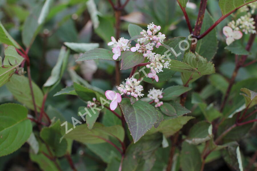 Hortenzie latnatá 'Early Heary' - Hydrangea paniculata 'Early Heary'