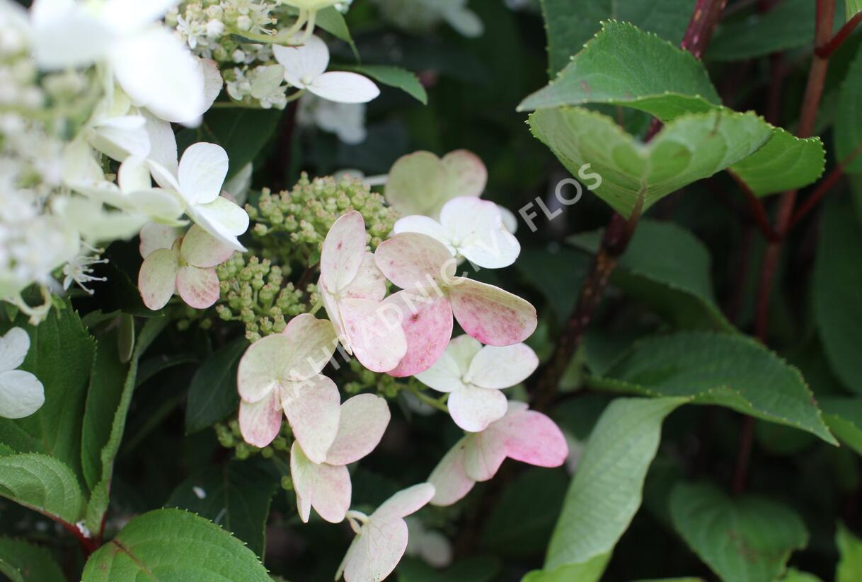 Hortenzie latnatá 'Pink Diamond' - Hydrangea paniculata 'Pink Diamond'