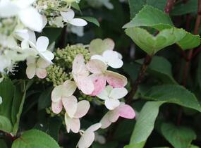Hortenzie latnatá 'Pink Diamond' - Hydrangea paniculata 'Pink Diamond'