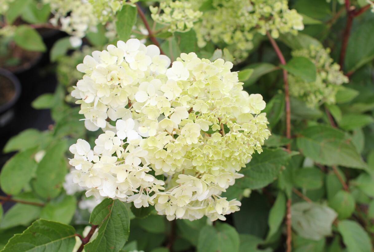 Hortenzie latnatá 'Candlelight' - Hydrangea paniculata 'Candlelight'