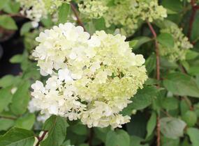Hortenzie latnatá 'Candlelight' - Hydrangea paniculata 'Candlelight'