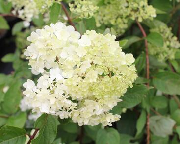 Hortenzie latnatá 'Candlelight'