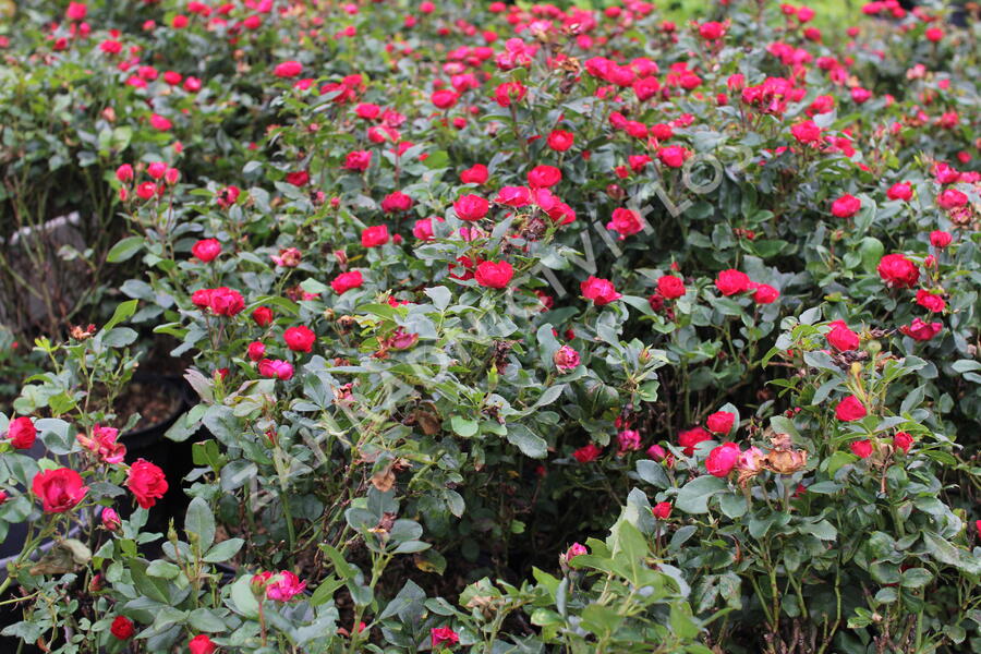 Růže mini Meilland 'Zepeti' ('Meibenbino') - Rosa MI 'Zepeti' ('Meibenbino')