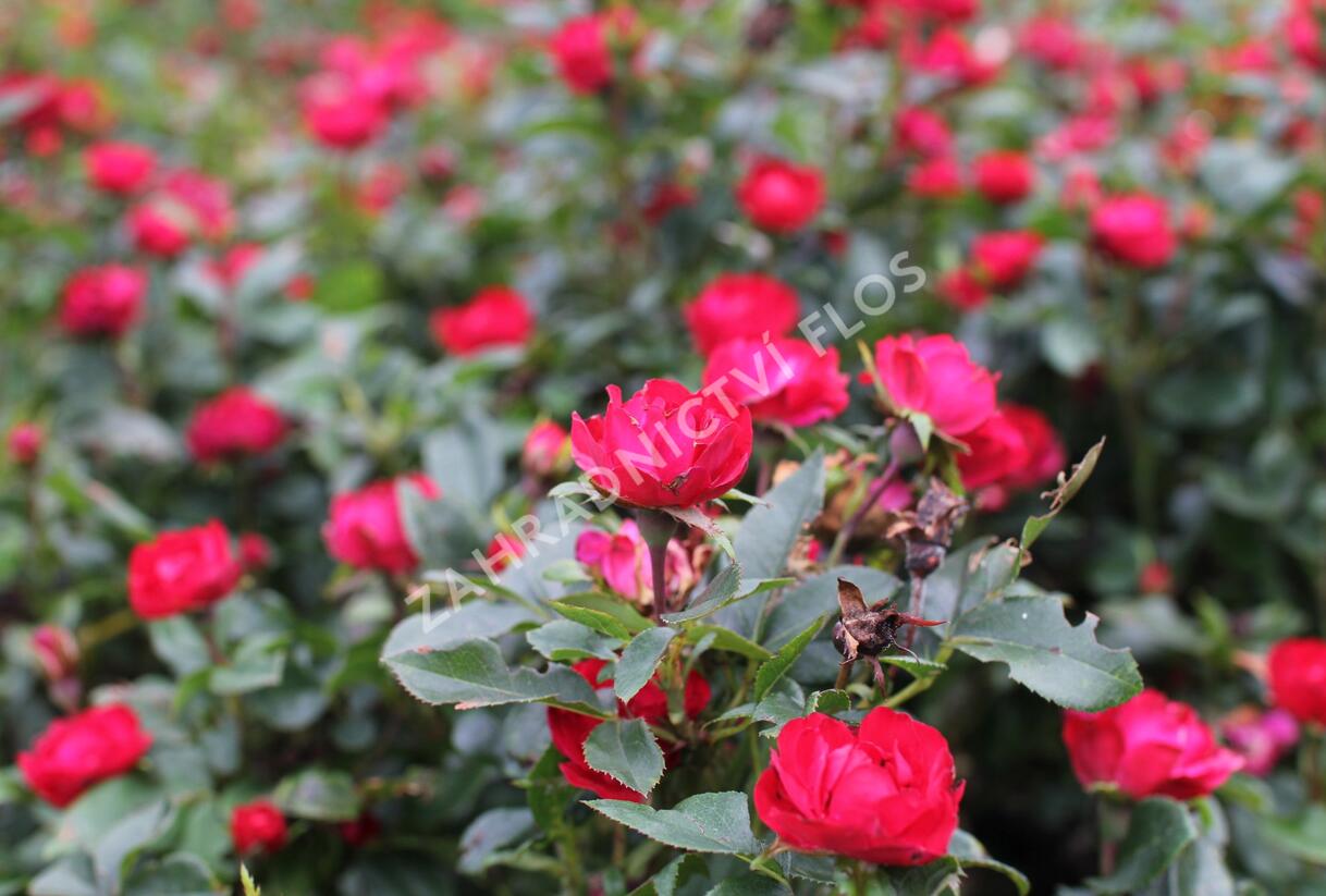 Růže miniaturní Meilland 'Zepeti' ('Meibenbino') - Rosa MI 'Zepeti' ('Meibenbino')