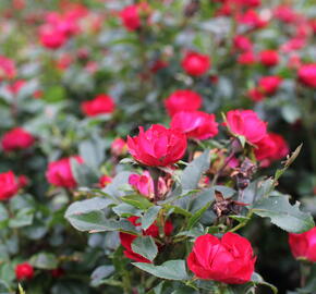 Růže mini Meilland 'Zepeti' ('Meibenbino') - Rosa MI 'Zepeti' ('Meibenbino')