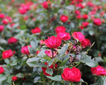 Růže miniaturní Meilland 'Zepeti' ('Meibenbino')