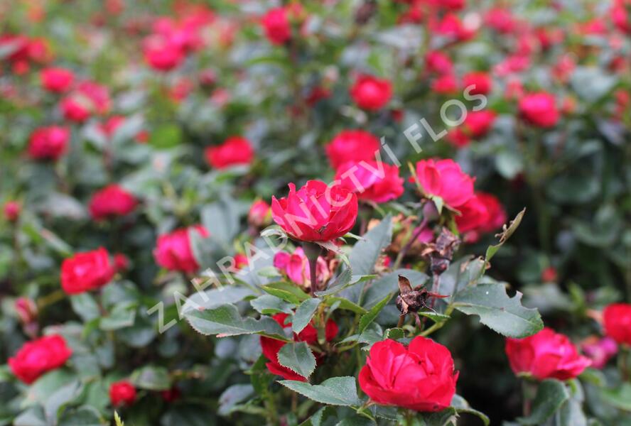 Růže miniaturní Meilland 'Zepeti' ('Meibenbino') - Rosa MI 'Zepeti' ('Meibenbino')