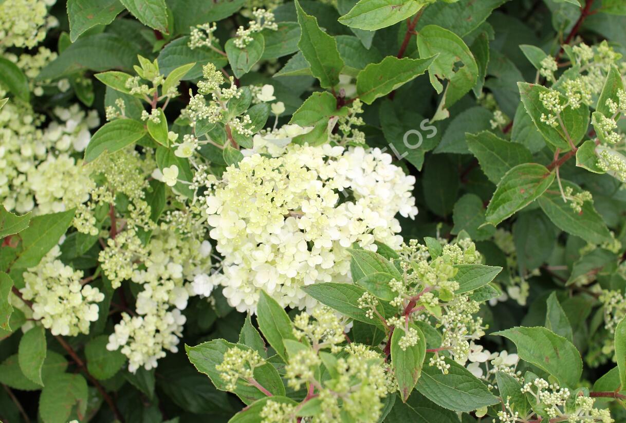Hortenzie latnatá 'Grandiflora' - Hydrangea paniculata 'Grandiflora'