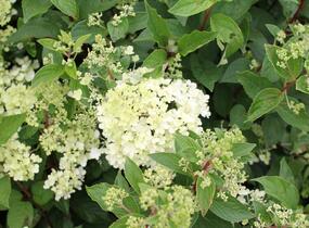 Hortenzie latnatá 'Grandiflora' - Hydrangea paniculata 'Grandiflora'