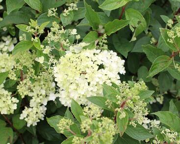 Hortenzie latnatá 'Grandiflora'