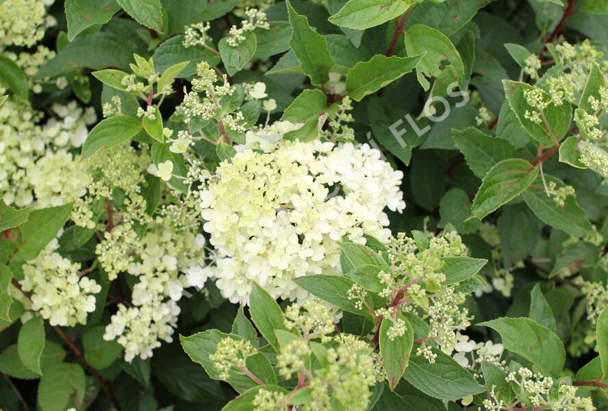 Hortenzie latnatá 'Grandiflora' - Hydrangea paniculata 'Grandiflora'