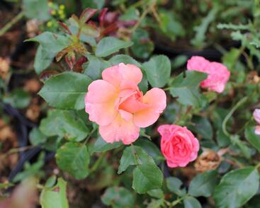 Růže mnohokvětá Kordes 'Gebrüder Grimm'