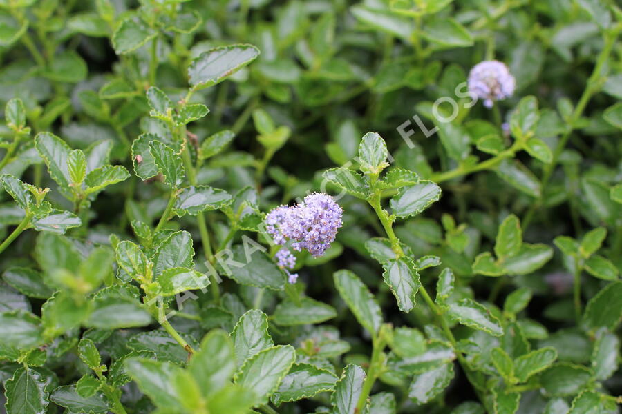 Latnatec kytkokvětý - Ceanothus thyrsiflorus repens