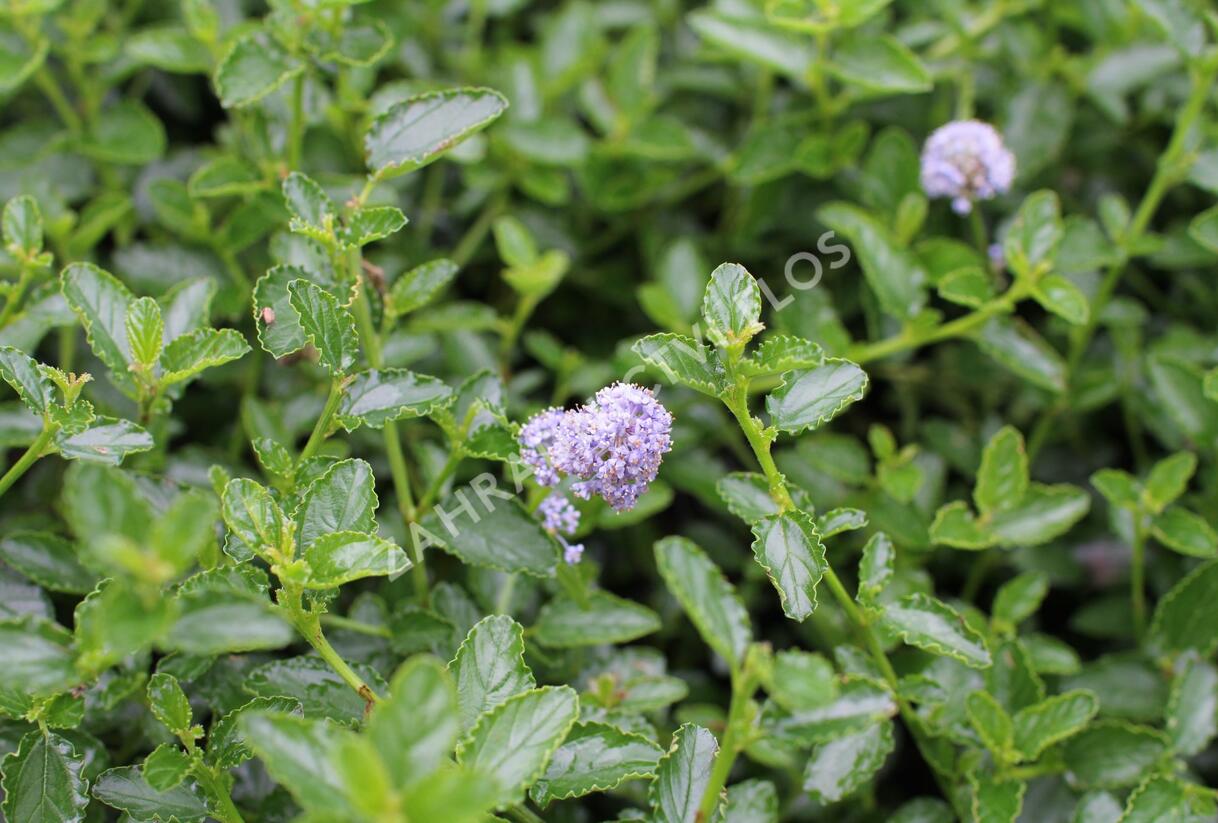 Latnatec kytkokvětý - Ceanothus thyrsiflorus repens