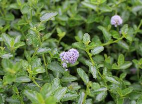 Latnatec kytkokvětý - Ceanothus thyrsiflorus repens