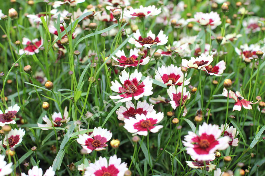 Krásnoočko přeslenité 'Chorasan Burgundy & White' - Coreopsis verticillata 'Chorasan Burgundy & White'