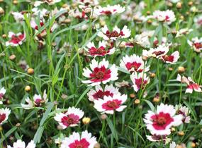 Krásnoočko přeslenité 'Chorasan Burgundy & White' - Coreopsis verticillata 'Chorasan Burgundy & White'