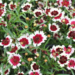 Krásnoočko přeslenité 'Chorasan Burgundy & White' - Coreopsis verticillata 'Chorasan Burgundy & White'