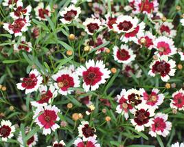 Krásnoočko přeslenité 'Chorasan Burgundy & White'