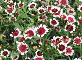 Krásnoočko přeslenité 'Chorasan Burgundy & White' - Coreopsis verticillata 'Chorasan Burgundy & White'