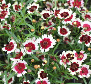 Krásnoočko přeslenité 'Chorasan Burgundy & White' - Coreopsis verticillata 'Chorasan Burgundy & White'