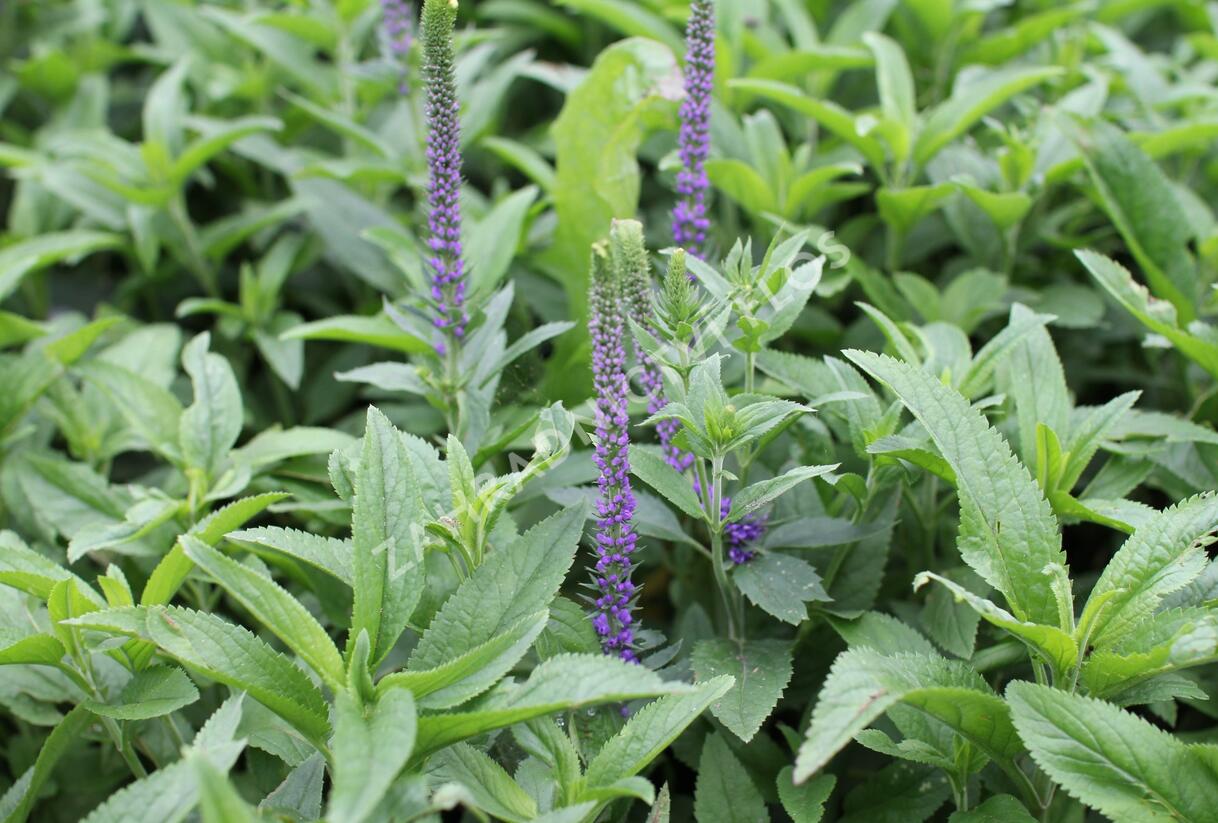 Rozrazil klasnatý 'Christa' - Veronica spicata 'Christa'