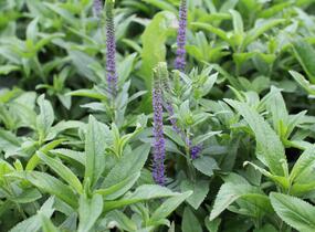 Rozrazil klasnatý 'Christa' - Veronica spicata 'Christa'