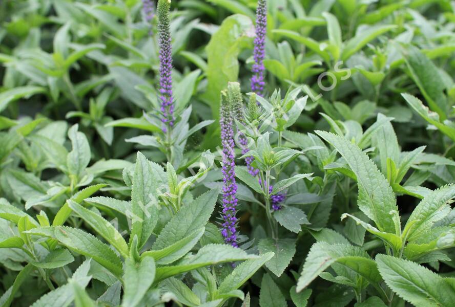Rozrazil klasnatý 'Christa' - Veronica spicata 'Christa'