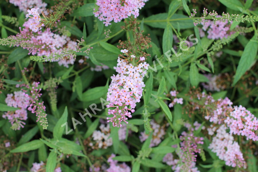 Motýlí keř, Komule Davidova 'Summer Bird Pink' - Buddleja davidii 'Summer Bird Pink'