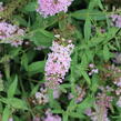 Motýlí keř, Komule Davidova 'Summer Bird Pink' - Buddleja davidii 'Summer Bird Pink'