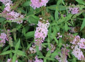 Motýlí keř, Komule Davidova 'Summer Bird Pink' - Buddleja davidii 'Summer Bird Pink'