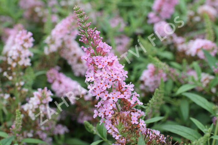Motýlí keř, Komule Davidova 'Summer Bird Pink' - Buddleja davidii 'Summer Bird Pink'