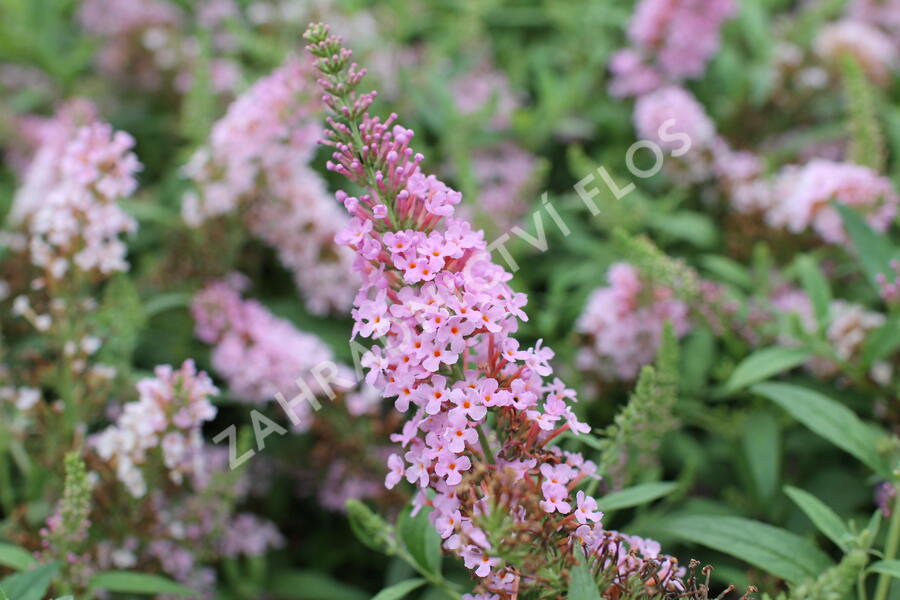 Motýlí keř, Komule Davidova 'Summer Bird Pink' - Buddleja davidii 'Summer Bird Pink'