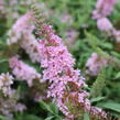 Motýlí keř, Komule Davidova 'Summer Bird Pink' - Buddleja davidii 'Summer Bird Pink'