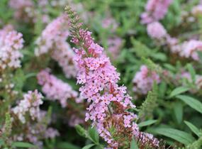 Motýlí keř, Komule Davidova 'Summer Bird Pink' - Buddleja davidii 'Summer Bird Pink'