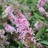 Buddleja davidii 'Summer Bird Pink'_02.JPG