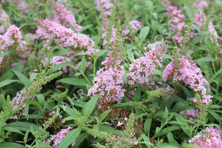 Motýlí keř, Komule Davidova 'Summer Bird Pink' - Buddleja davidii 'Summer Bird Pink'